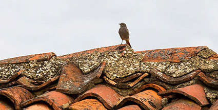 bird damaged roof alcoil