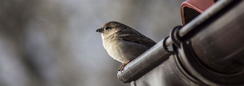 bird perched gutter alcoil