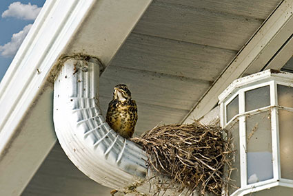 birds nest on gutter alcoil 01